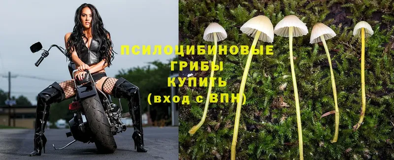 как найти   Балашов  Псилоцибиновые грибы MAGIC MUSHROOMS 